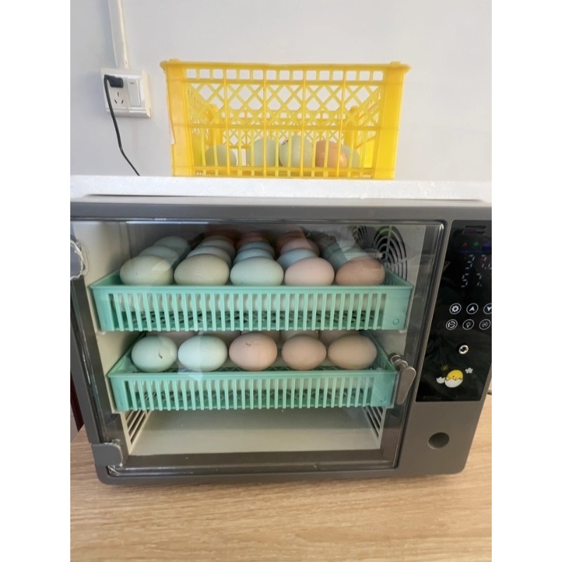 Factory Direct 2026 Fully Auto - огляд і ціна Poultry Incubator